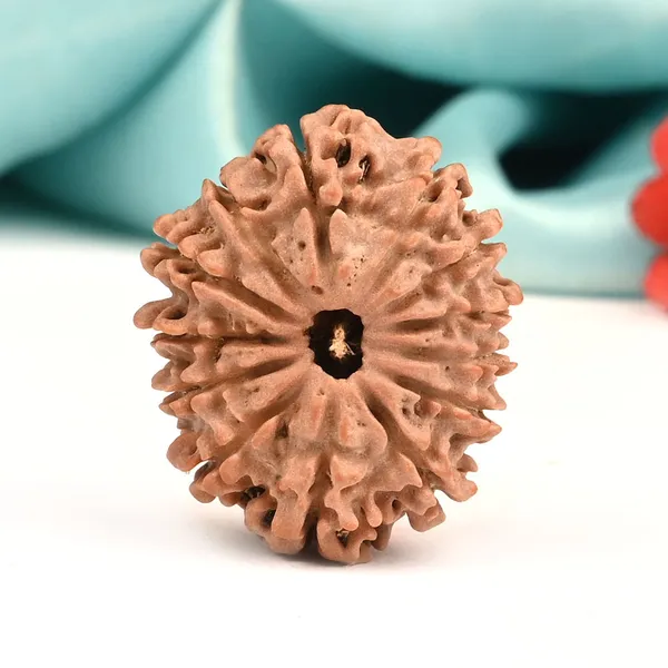 13_Mukhi_From_Nepal_Ccii
