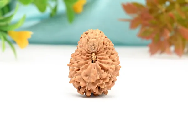 18_Mukhi_From_Java_Indonesia_Large_Cxv