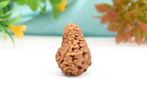 18_Mukhi_From_Java_Indonesia_Large_Cxv