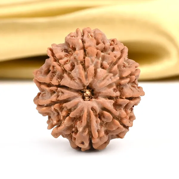 10_Mukhi_Rudraksha_Bead_Nepal