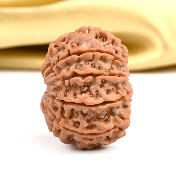 10_Mukhi_Rudraksha_Bead_Nepal