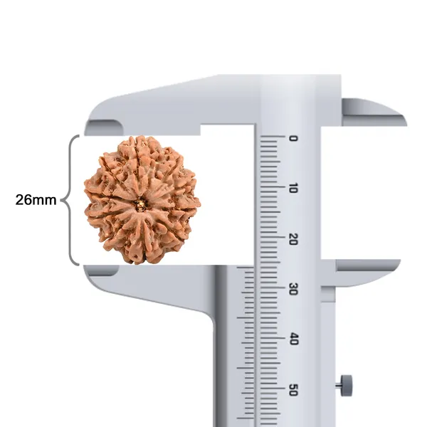 10_Mukhi_Rudraksha_Bead_Nepal