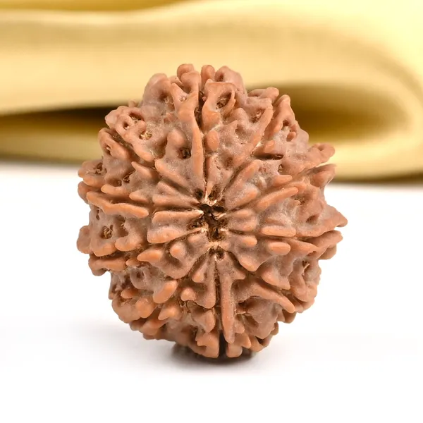 10_Mukhi_Rudraksha_Bead_Nepal
