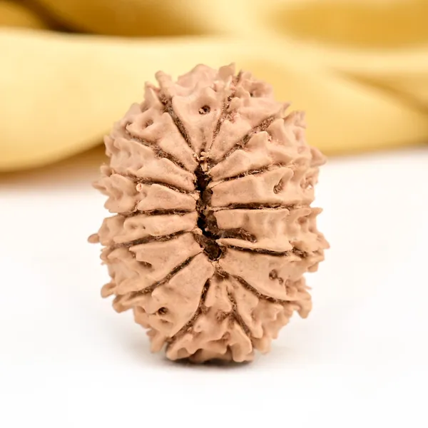 Techpandit_14_Mukhi_Nepal_Rudraksha_Bead