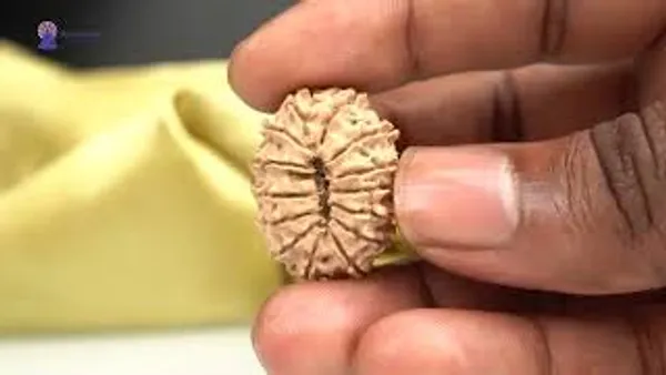 Techpandit_14_Mukhi_Nepal_Rudraksha_Bead