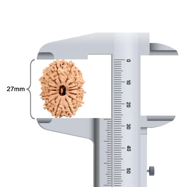 Techpandit_14_Mukhi_Nepal_Rudraksha_Bead