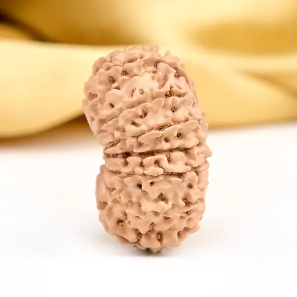 Techpandit_14_Mukhi_Nepal_Rudraksha_Bead