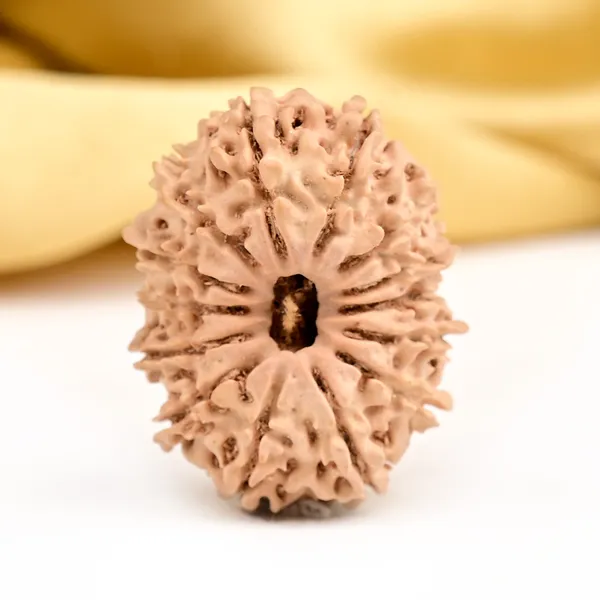 Techpandit_14_Mukhi_Nepal_Rudraksha_Bead