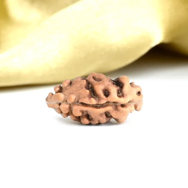 1_Mukhi_From_Java_Indonesia_Large_Lxiii