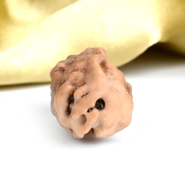 1_Mukhi_From_Java_Indonesia_Large_Lxiii