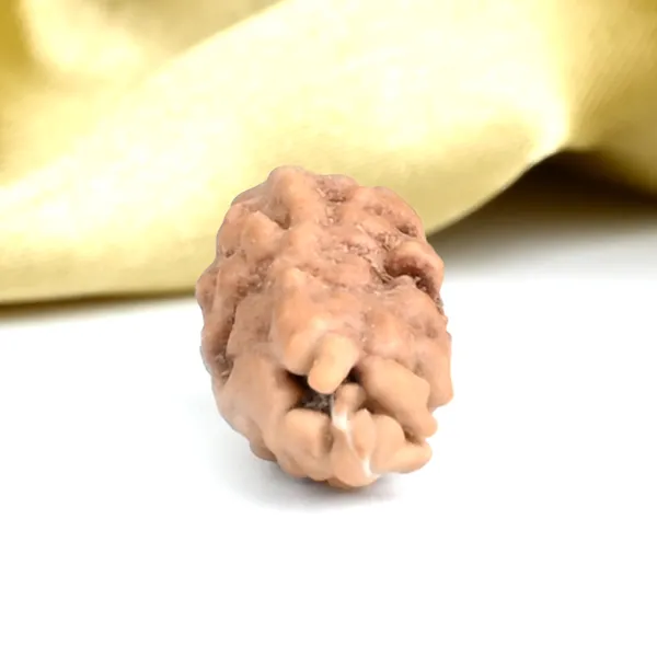 1_Mukhi_From_Java_Indonesia_Large_Lxiii
