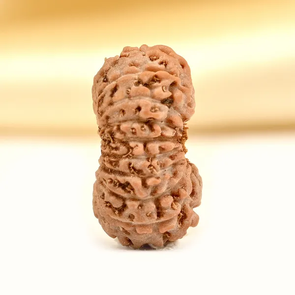 19_Mukhi_From_Java_Indonesia_Small_Clxxxvii