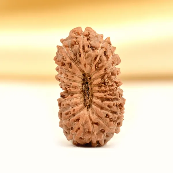 19_Mukhi_From_Java_Indonesia_Small_Clxxxvii