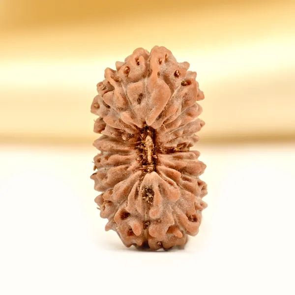 19_Mukhi_From_Java_Indonesia_Small_Clxxxvii