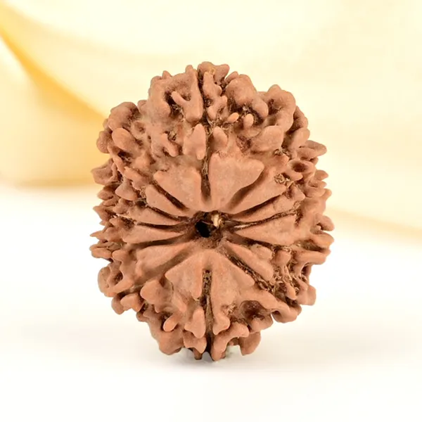 12_Mukhi_From_Nepal_Small_Cdlxx
