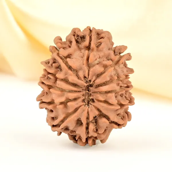 12_Mukhi_From_Nepal_Small_Cdlxx