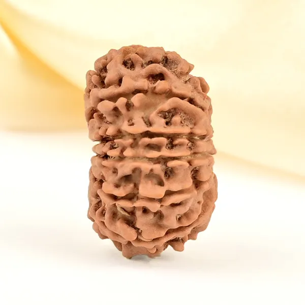 12_Mukhi_From_Nepal_Small_Cdlxx