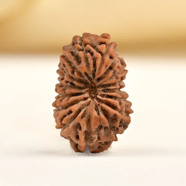 16_Mukhi_Rudraksha_Bead_Indonesia