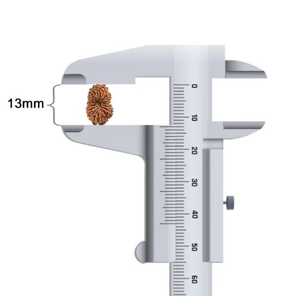 16_Mukhi_Rudraksha_Bead_Indonesia
