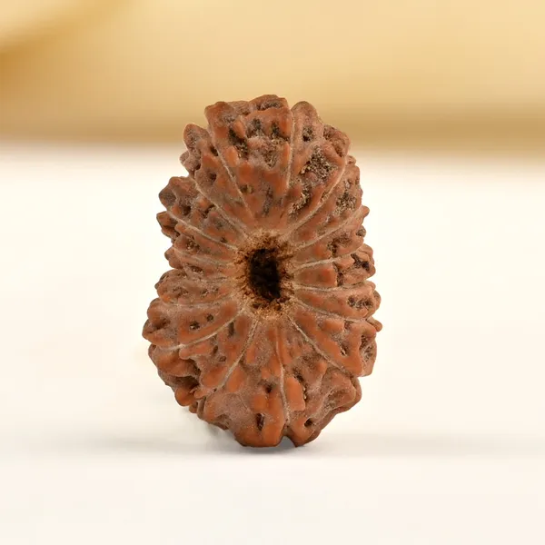 16_Mukhi_Rudraksha_Bead_Indonesia