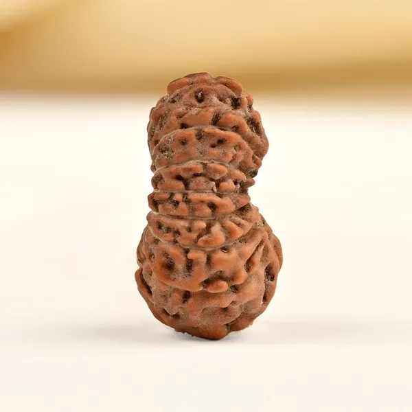 16_Mukhi_Rudraksha_Bead_Indonesia