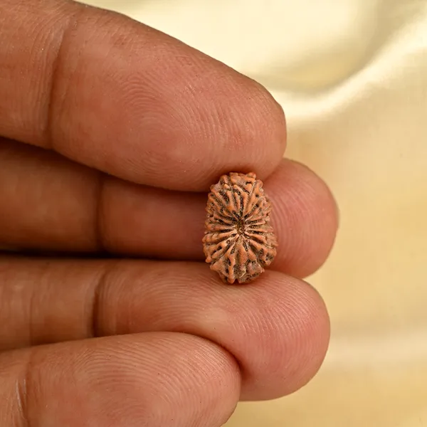 16_Mukhi_Rudraksha_Bead_Indonesia