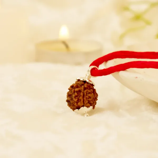 3_Mukhi_Rudraksha_from_Nepal_-_Large