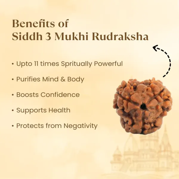 3_Mukhi_Rudraksha_from_Nepal_-_Large