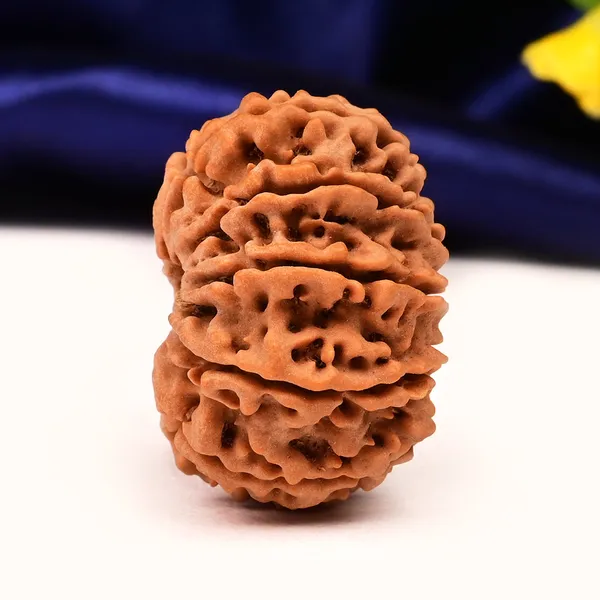 11_Mukhi_From_Nepal_Large_Cii