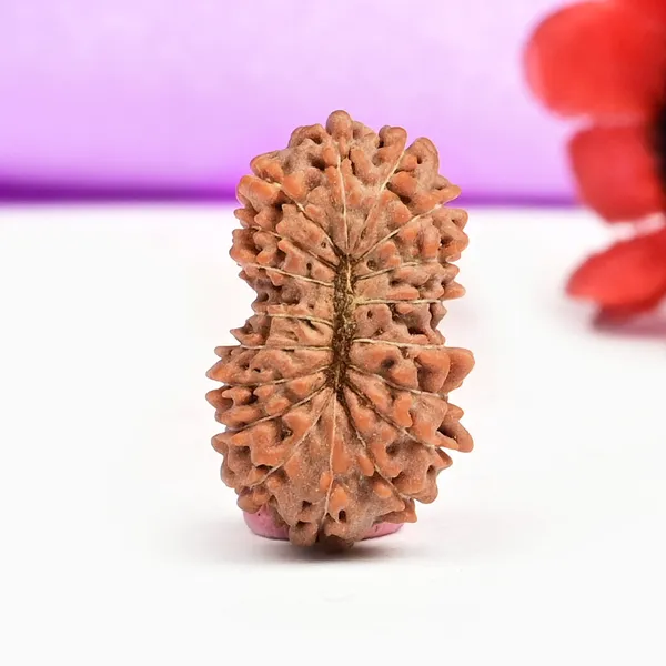 18_Mukhi_From_Java_Indonesia_Large_Civ