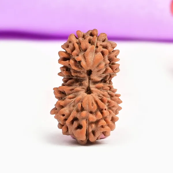18_Mukhi_From_Java_Indonesia_Large_Civ