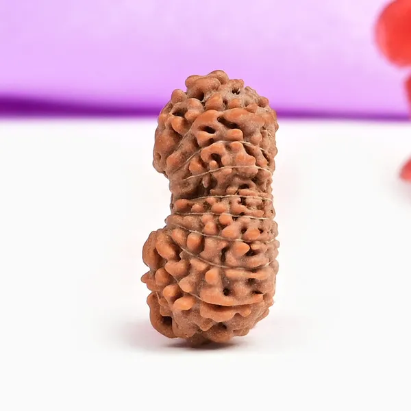18_Mukhi_From_Java_Indonesia_Large_Civ