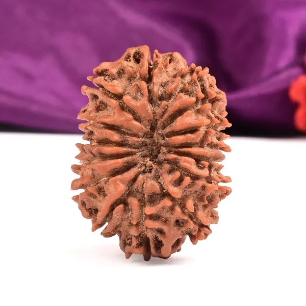 15_Mukhi_Rudraksha_Bead_From_Nepal