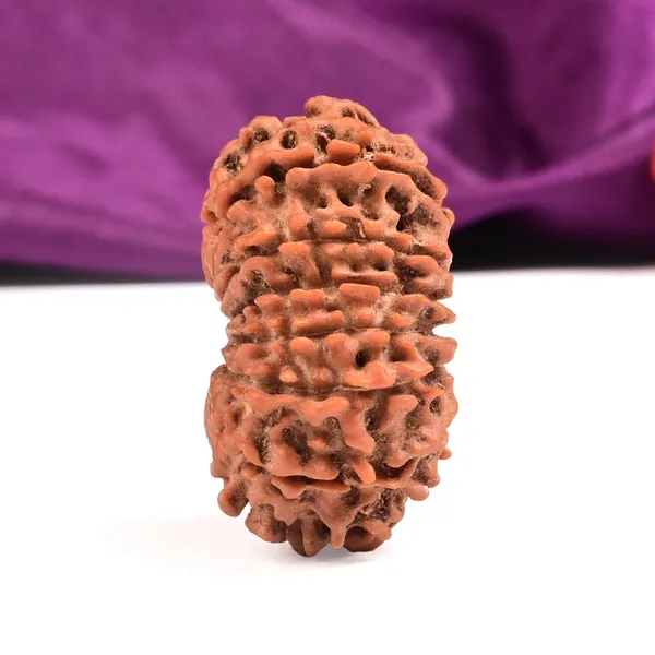 15_Mukhi_Rudraksha_Bead_From_Nepal