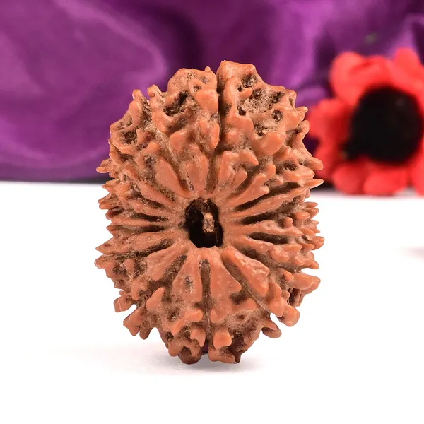 15_Mukhi_Rudraksha_Bead_From_Nepal
