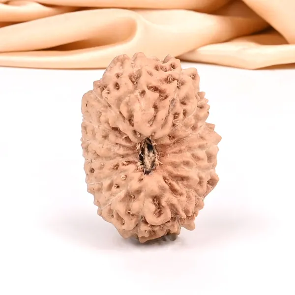 15_Mukhi_From_Java_Indonesia_Small_Ccxxxv