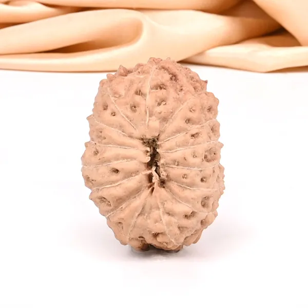 15_Mukhi_From_Java_Indonesia_Small_Ccxxxv