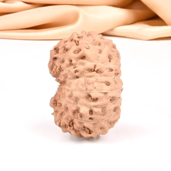 15_Mukhi_From_Java_Indonesia_Small_Ccxxxv