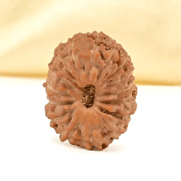 16_Mukhi_From_Java_Indonesia_Small_Clxix