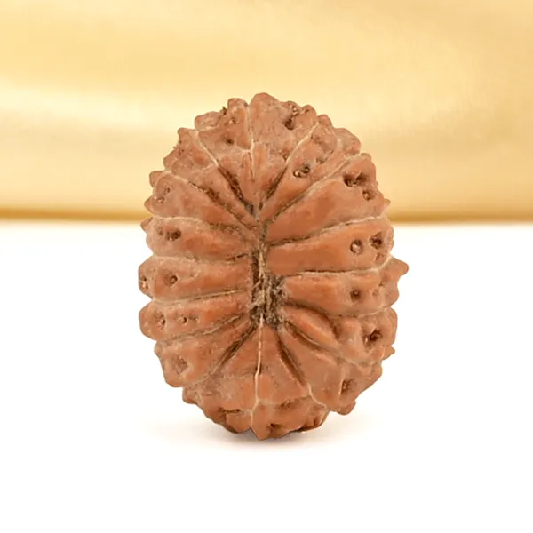16_Mukhi_From_Java_Indonesia_Small_Clxix