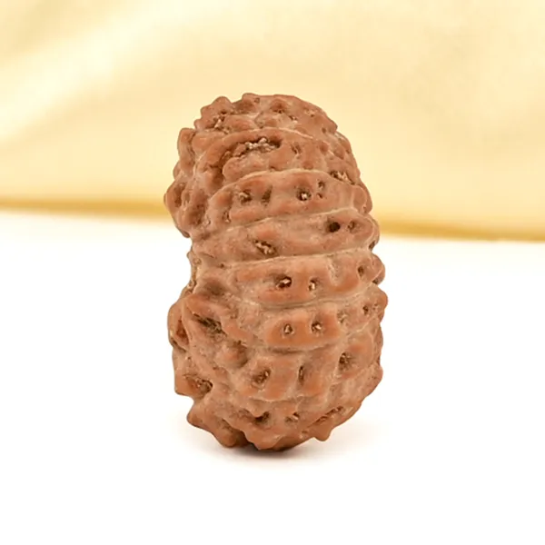 16_Mukhi_From_Java_Indonesia_Small_Clxix
