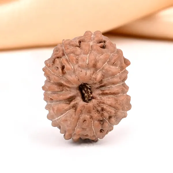 15_Mukhi_Rudraksha_Bead_Indonesia_Small