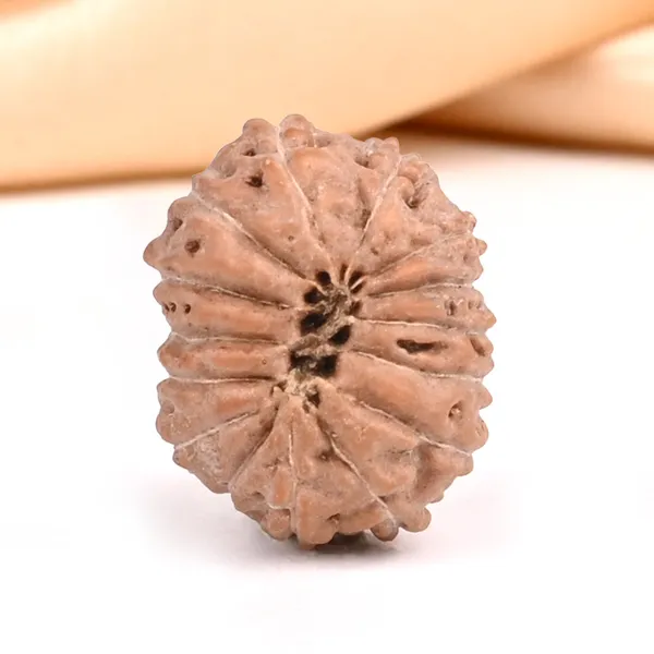 15_Mukhi_Rudraksha_Bead_Indonesia_Small
