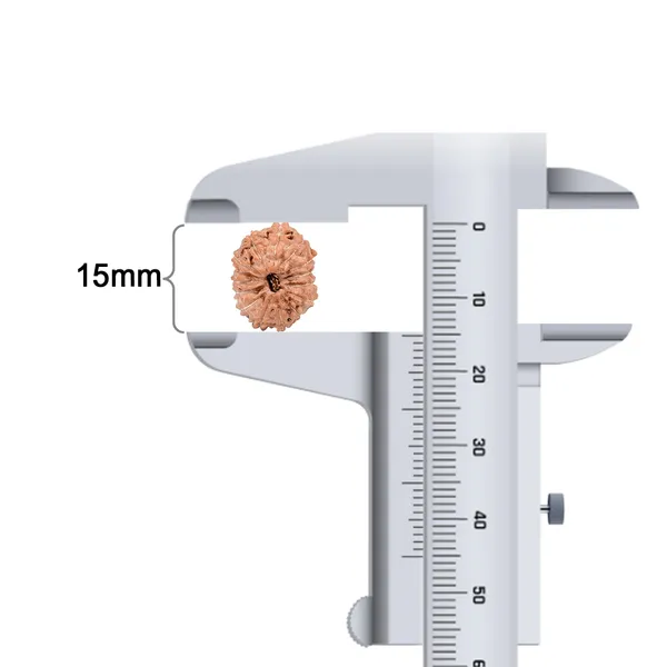 15_Mukhi_Rudraksha_Bead_Indonesia_Small