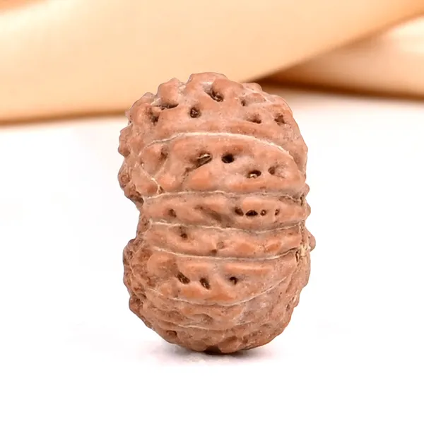 15_Mukhi_Rudraksha_Bead_Indonesia_Small