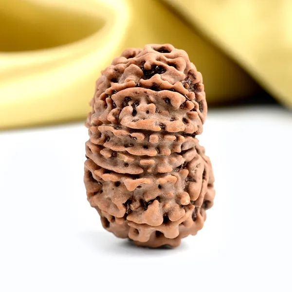 13_Mukhi_From_Nepal_Ccxlii_Small