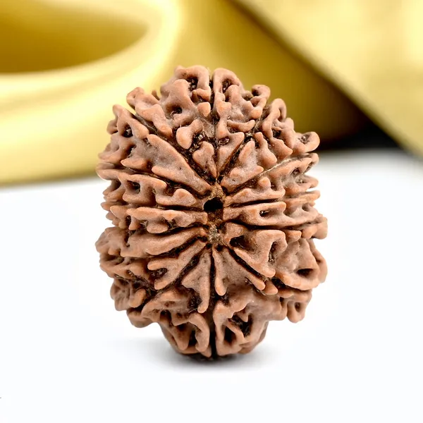 13_Mukhi_From_Nepal_Ccxlii_Small