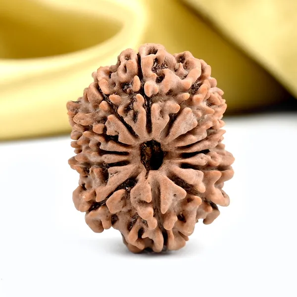 13_Mukhi_From_Nepal_Ccxlii_Small