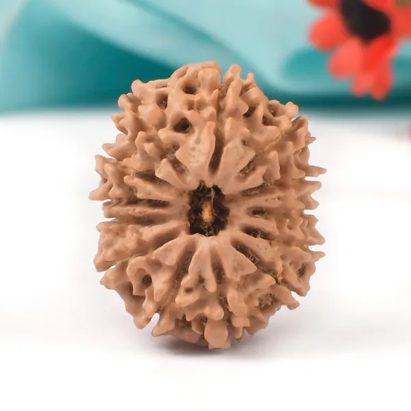 Techpandit_13_Mukhi_Nepal_Large_Brown_Rudraksha_Bead