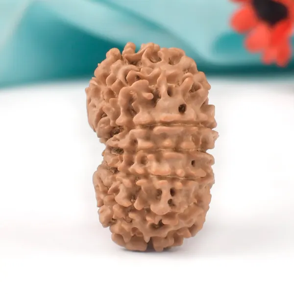 Techpandit_13_Mukhi_Nepal_Large_Brown_Rudraksha_Bead
